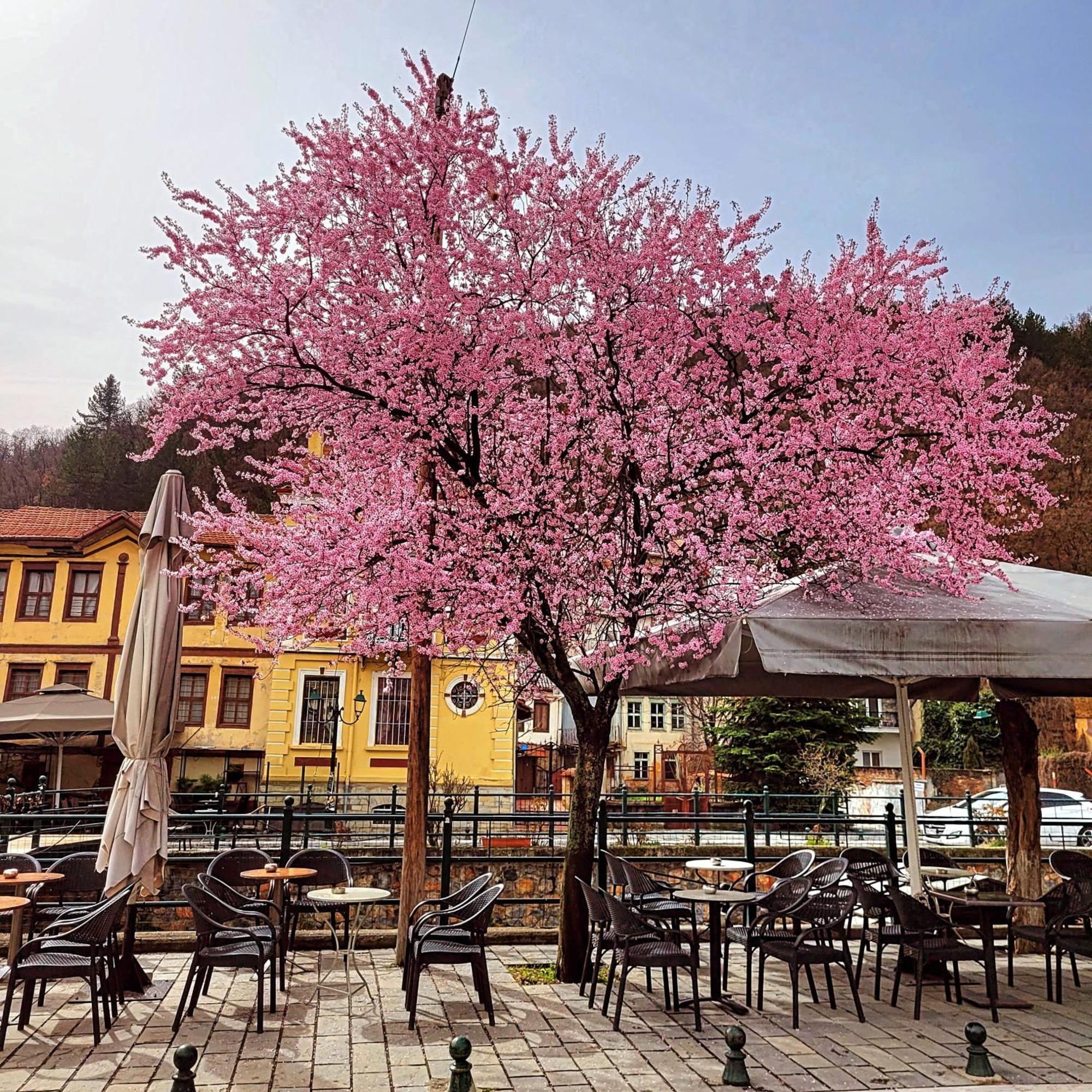 Center River Apartment Florina Exteriör bild